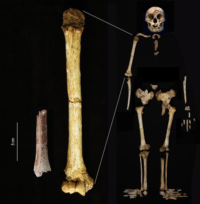 Homo floresiensis