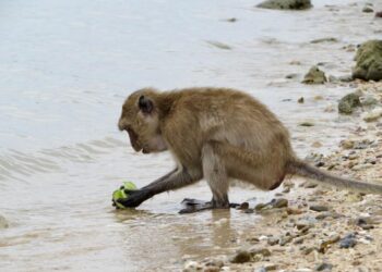 Macaque washing