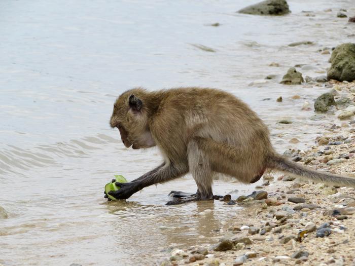 Macaque washing