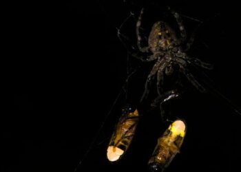 Spider exploits firefly’s flashing signals to lure more prey