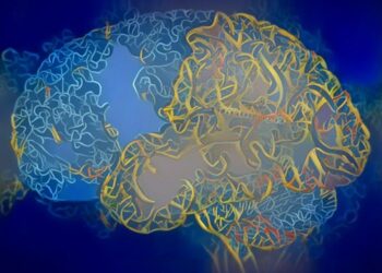 Spontaneous transfer of mitochondrial DNA into the nuclear genomes in the human brain over the individual’s lifespan