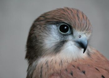 A Nankeen Kestrel