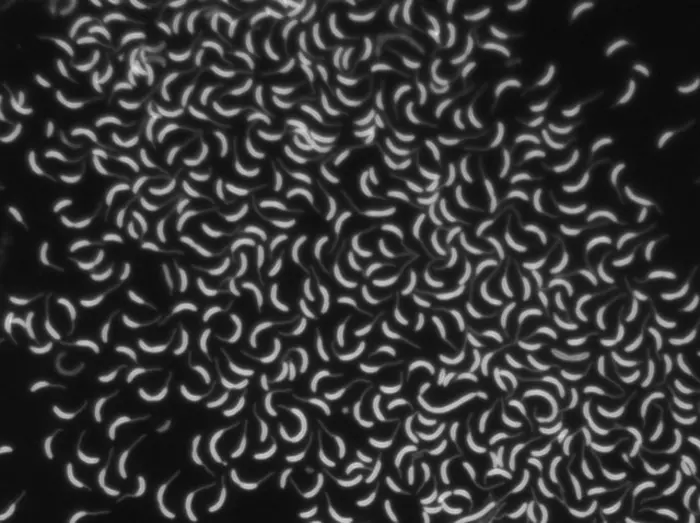 A fluorescent microscope image of Caulobacter crescentus cells stained to image their membranes