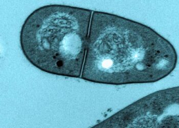 Mycobacterium spongiae under the microscope