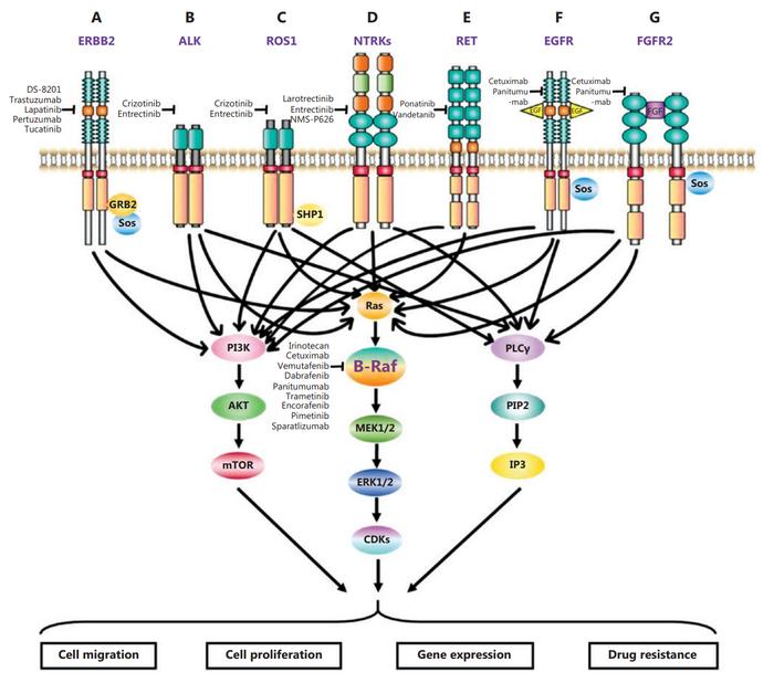 Expression products and effects of rare mutated genes in CRC.