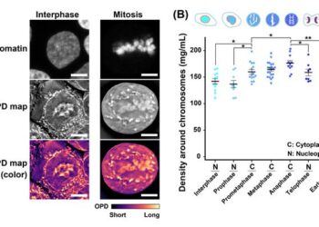 Team discovers transient rise in depletion attraction contributes to mitotic