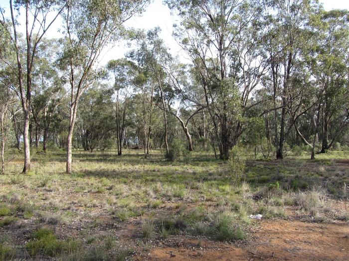 Open forest in New South Wales (Australia)