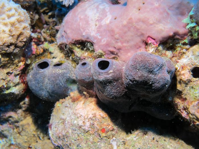 The research sponge Theonella conica in its natural habitat (Red Sea).