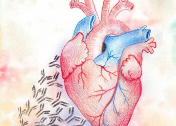 Hand-drawn: Autoantibodies attacking the heart in lupus patients