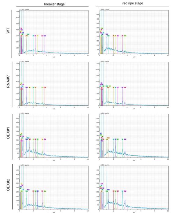 The spectral plots for the elemental composition of WT, RNAi#7, OEX#1, and OEX#2 tomato fruits.