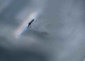 Close up image of a mosquito