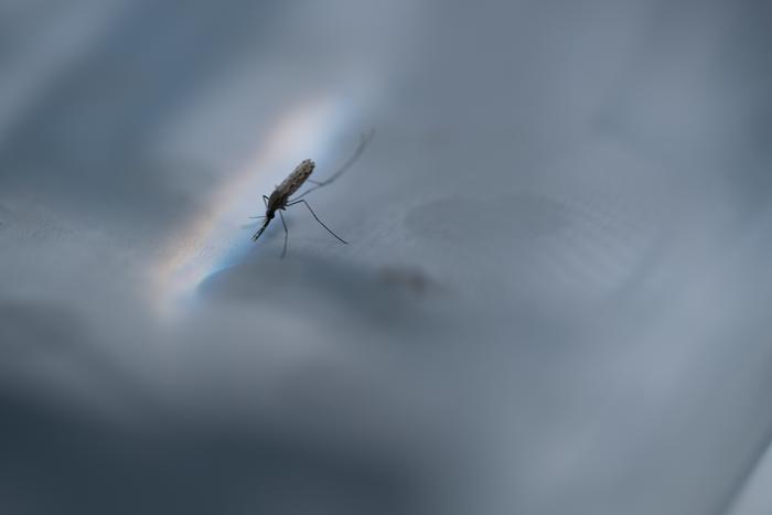 Close up image of a mosquito