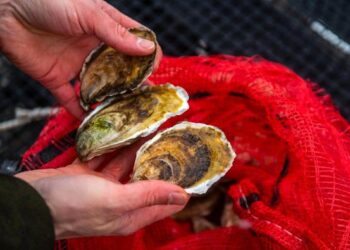 Seafood-independence-research-feature