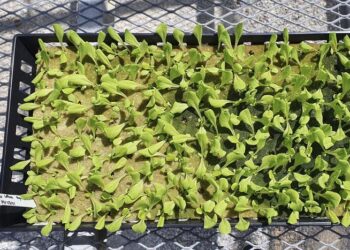 Lettuce Growing in Rockwool Substrate