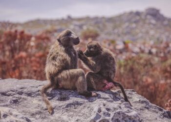 Unexpected link between grooming and physiological stress in wild baboons