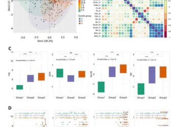 Phenotypic variations across the three genetic groups of the panel.