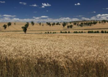 Unraveling modern bread wheat from the genes up