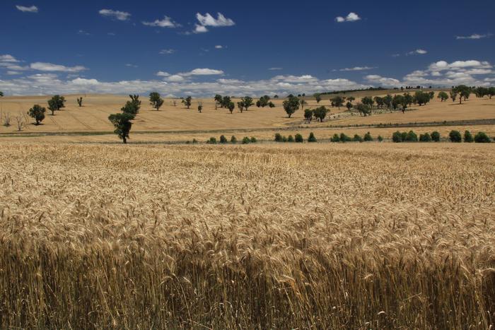 Unraveling modern bread wheat from the genes up