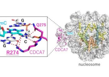 CDCA7 specifically binds to hemi-methylated DNA in the nucleosome