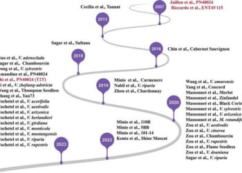 Vitis genomics: charting the path to resilient grape varieties