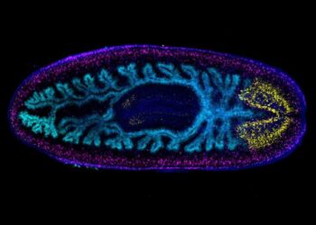 WVU biologist to study genes laying framework for whole body