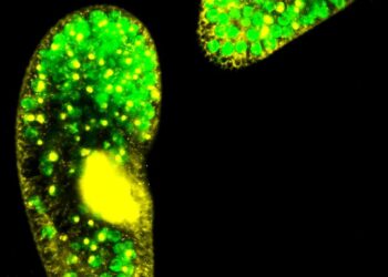 Fluorescence microscopy image of Paramecium bursaria