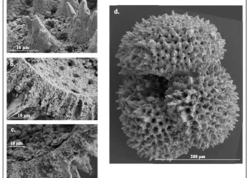 What microscopic fossilized shells tell us about ancient climate change