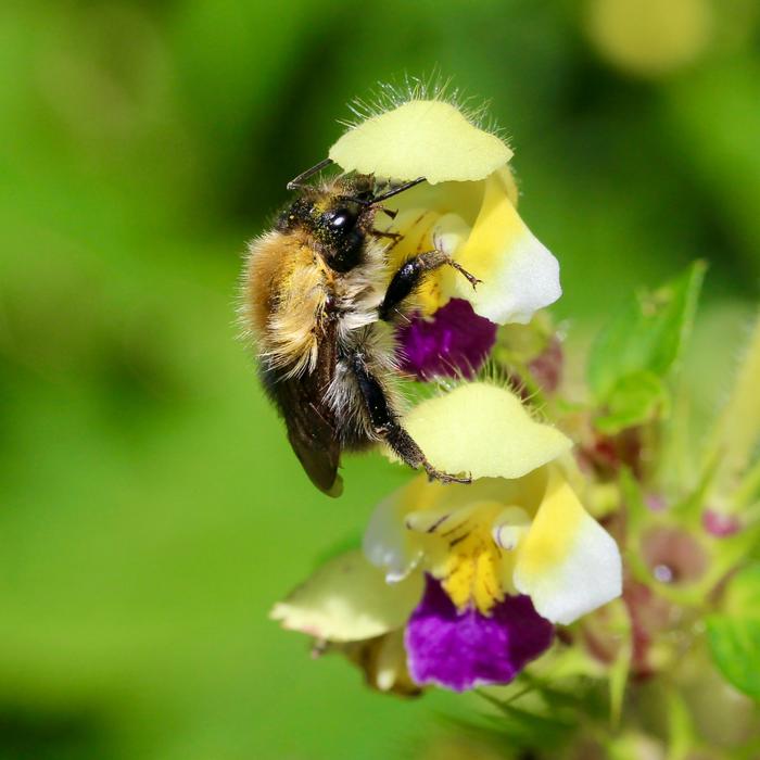 bumbelbee on plant