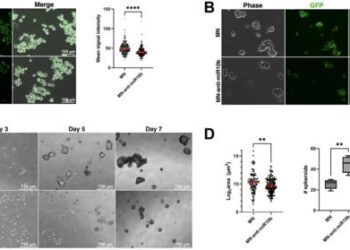 Inhibition of miR-10b treats metastatic breast cancer by targeting stem cell-like properties