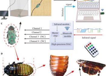 Locomotion control of cyborg insects by charge-balanced biphasic electrical stimulation