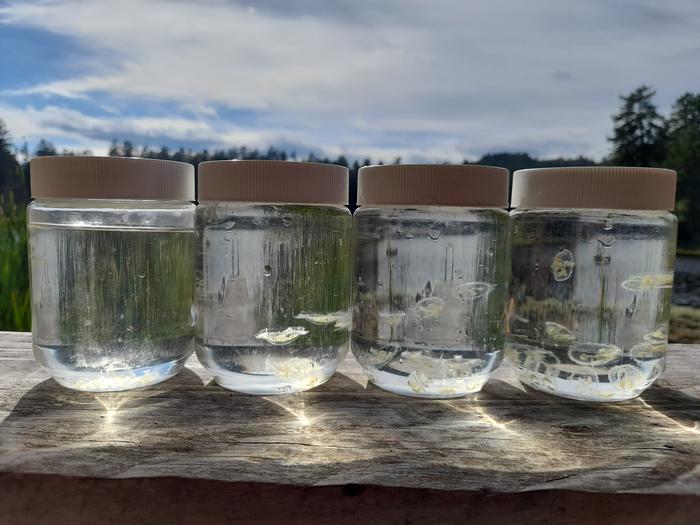 Peach blossom jellyfish in sample jars