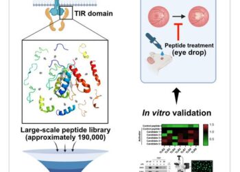 Schematic representation of the construction and screening of a large-scale peptide library targeting TLR signaling proteins, followed by efficacy validation in cellular and animal models.