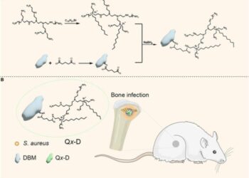 Cationized Decalcified Bone Matrix for Infected Bone Defect Treatment