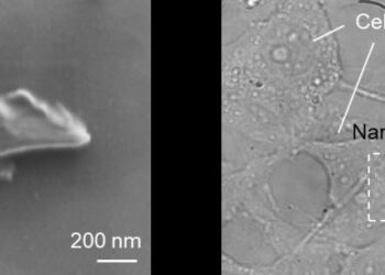 Images of quantum grade fluorescent nanodiamonds by SEM and live cells uptaking the nanodiamonds