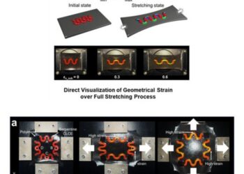 Color-coded visualization of Serpentine structure stretching when manually pulled