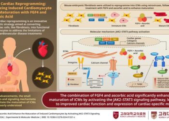 Korea University Researchers Unveil Transformative Role of Ascorbic Acid and