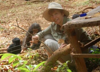 Inga D. Neumann working at the Tacugama Chimpanzee Sanctuary in Sierra Leone