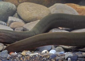 Live photo of Uropterygius hades