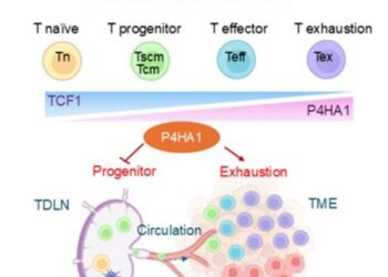 P4HA1 induction