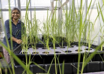 Vibha Srivastava portrait in greenhouse