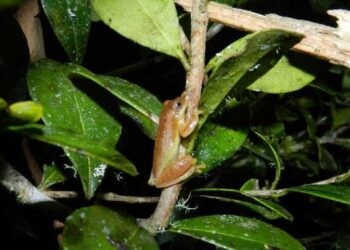 Frogs and toads of the Amazon and Atlantic Rainforest will suffer the worst impact of drought combined with warming