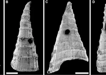 Lapworthella fasciculata shells