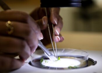 Plant tissue examination