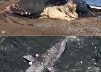 Assessing changing baleen whale distributions and reported incidents relative to vessel activity in the Northwest Atlantic