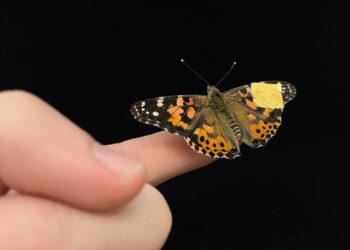 Soft, conformable medical device implant on wing of butterfly