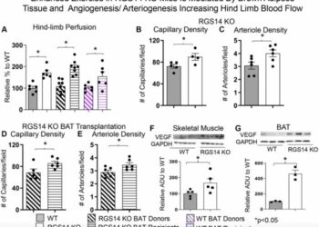 Brown adipose tissue enhances exercise performance and healthful longevity