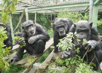 Three chimpanzees holding leafy branches