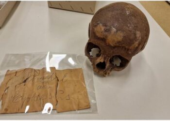 Fig. 1: The cranium from the Ephesos Octagon in the Collection of the Department of Evolutionary Anthropology, University of Vienna. The yellowed note coming with it says: “Skull from Ephesus”.