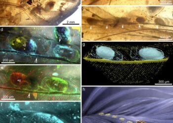 Fossilized nits of chewing lice