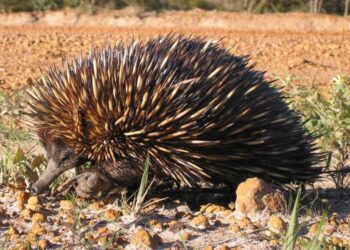 Decoding the Echidna Genome: Insights into the Evolution of Multiple
